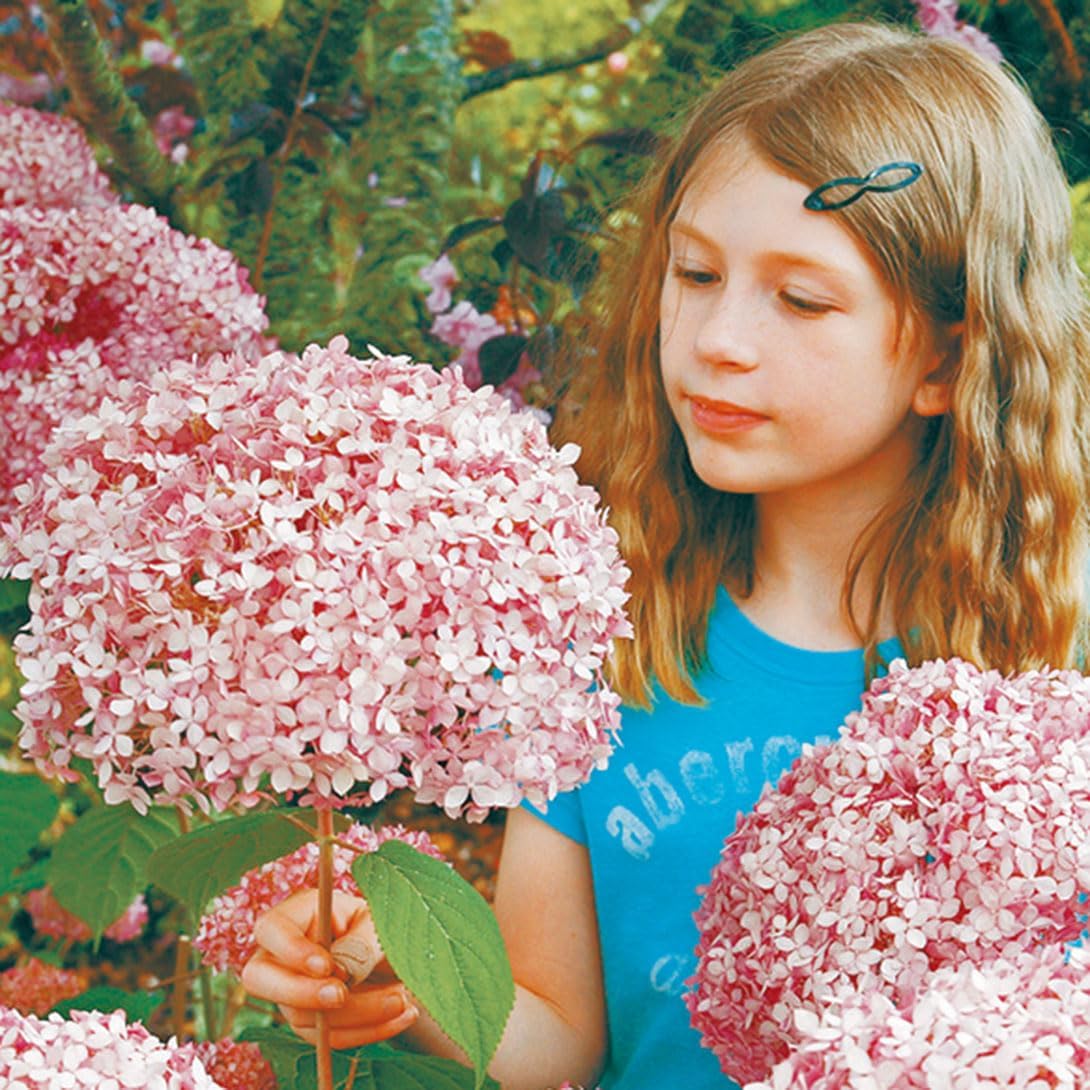 アジサイ苗 アメリカアジサイ ピンクのアナベルPVP 1株