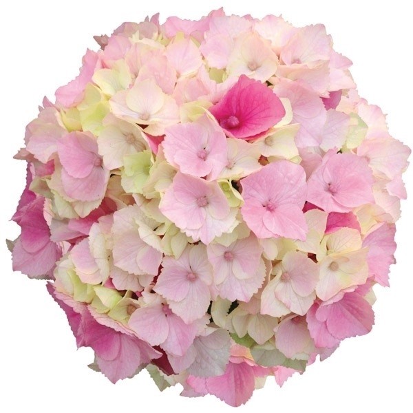 花木苗 アジサイ ピンクマーブルソーダ PVP 1株