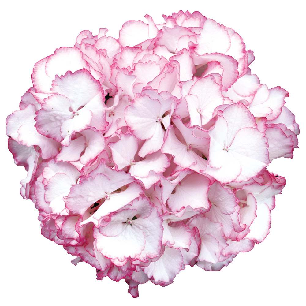 花木苗 アジサイ ラブストーリー 品種登録出願中 1株