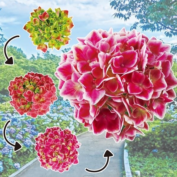 花木苗 アジサイ ストロングハートPVP 1株