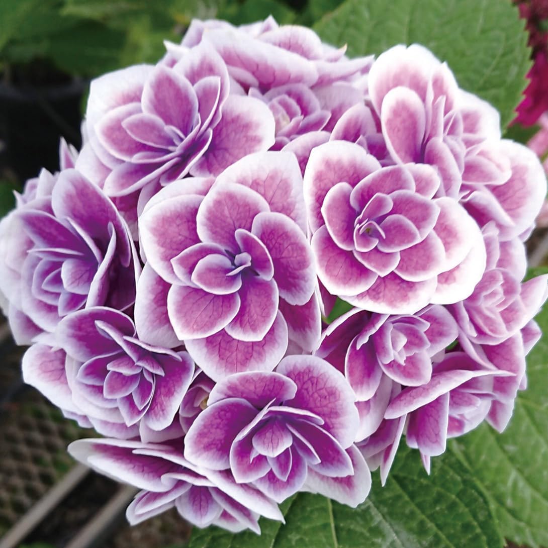 アジサイ苗 天照太御神PVP 1株