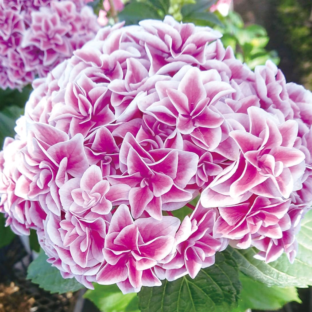 アジサイ苗 旭日昇天PVP 1株