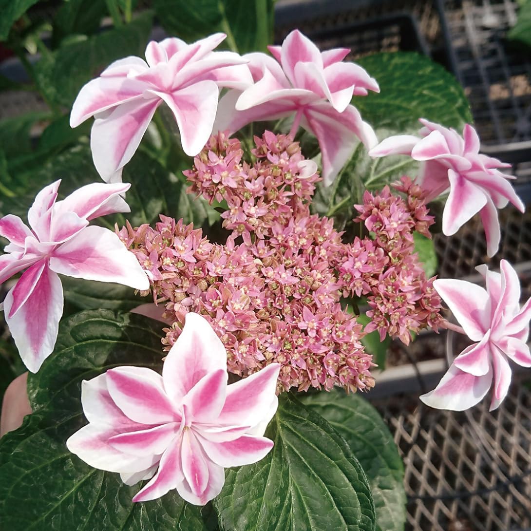 アジサイ苗 朱雀PVP 1株