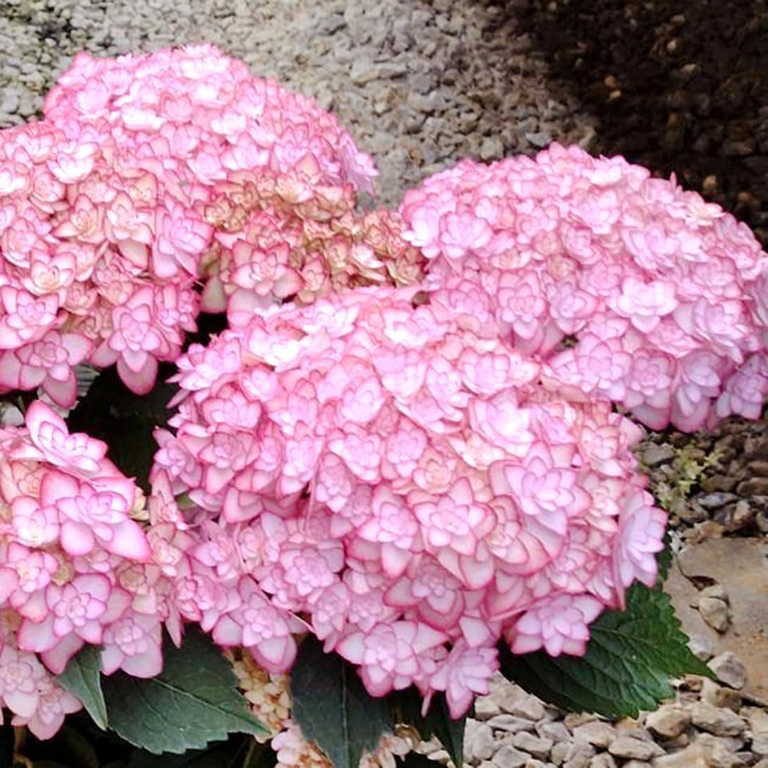 アジサイ苗 ひな祭りルナ 1株