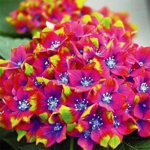 花木苗 アジサイの仲間 スクロスワッカーバート外 1株