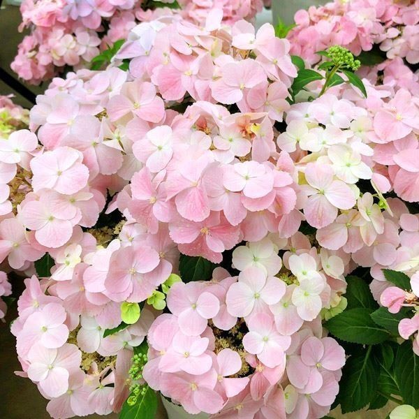 花木苗 アジサイ フレンチボレロPVP 1株