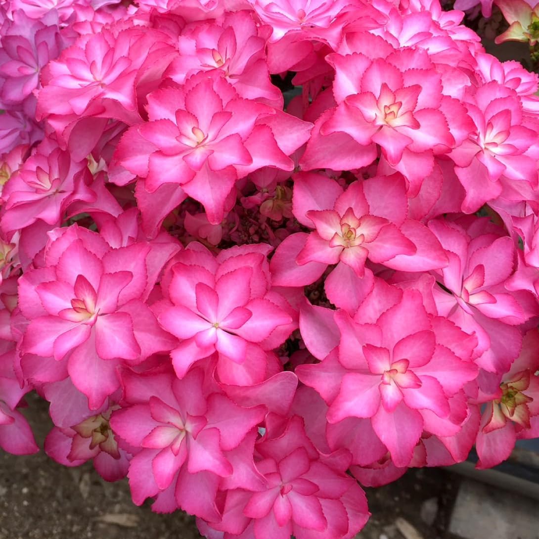 アジサイ苗 カサノバレッド 品種登録出願中 1株