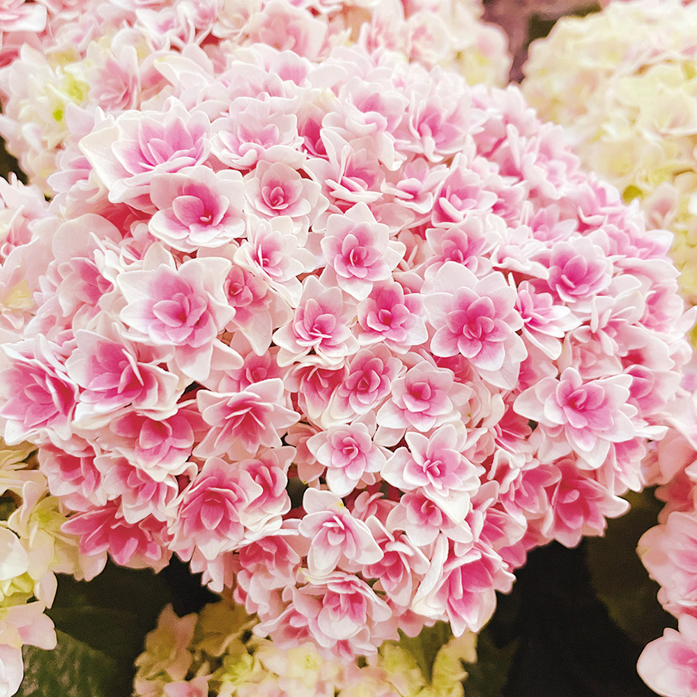 花木苗 アジサイ 竜宮（品種登録出願中） 1株