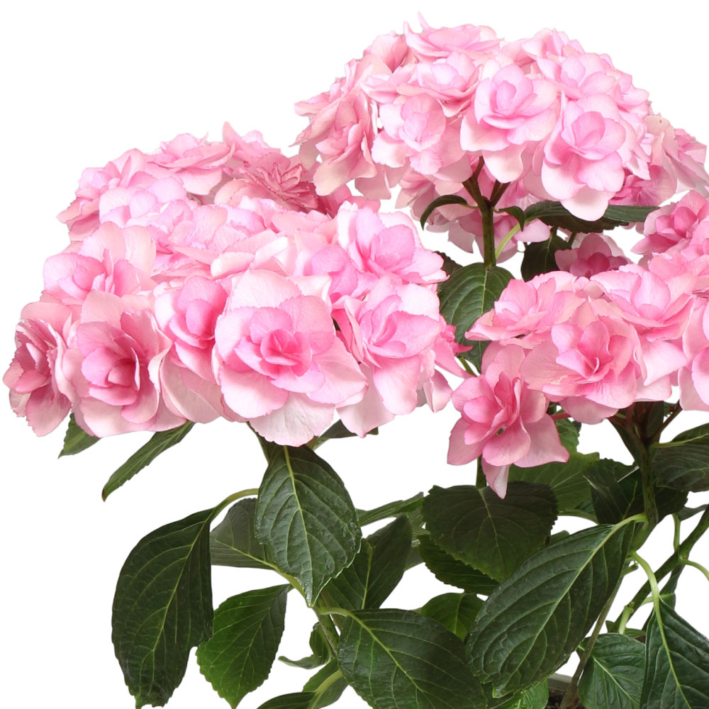 アジサイ苗 バロニーピンク 品種登録出願中 1株