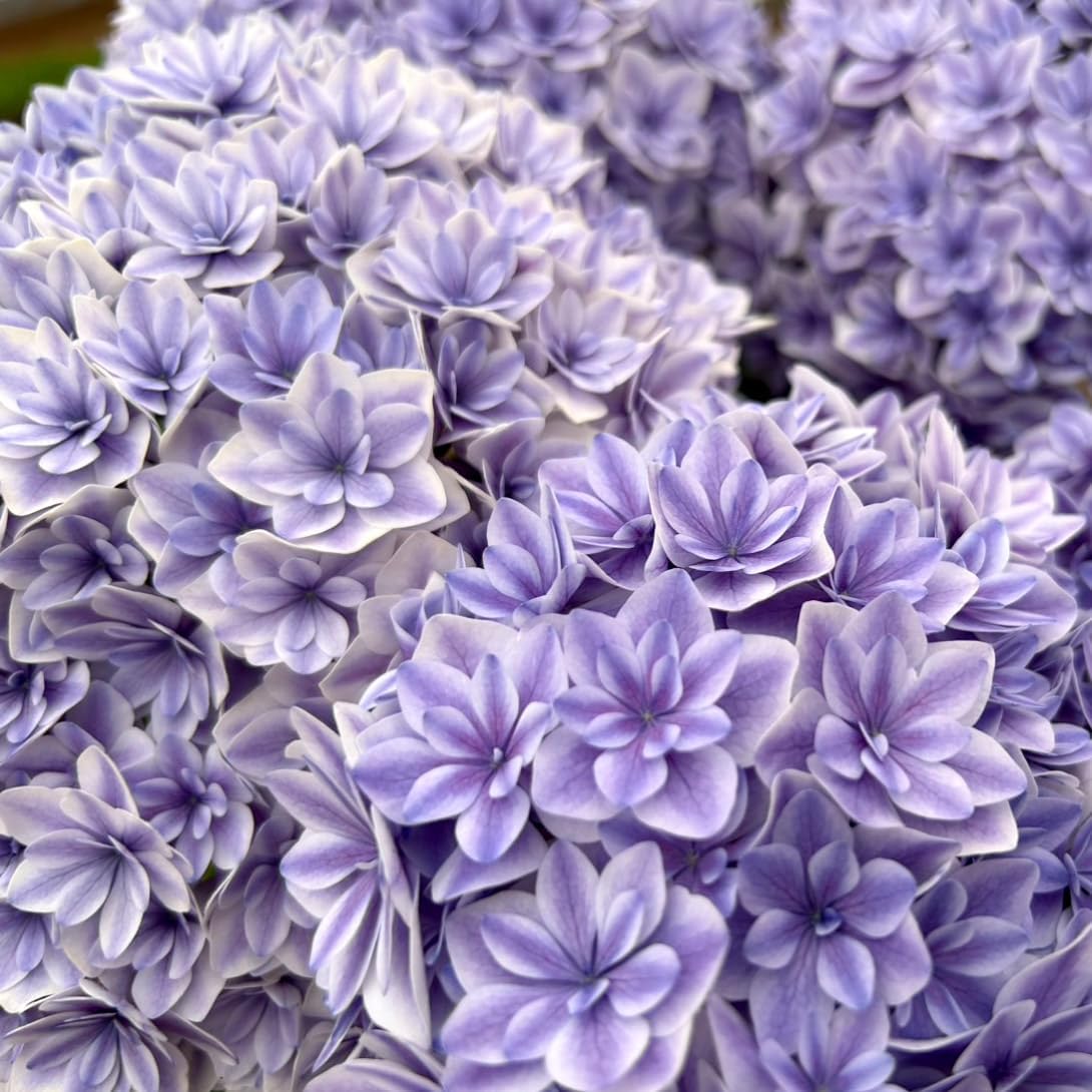 アジサイ苗 カノン 1株