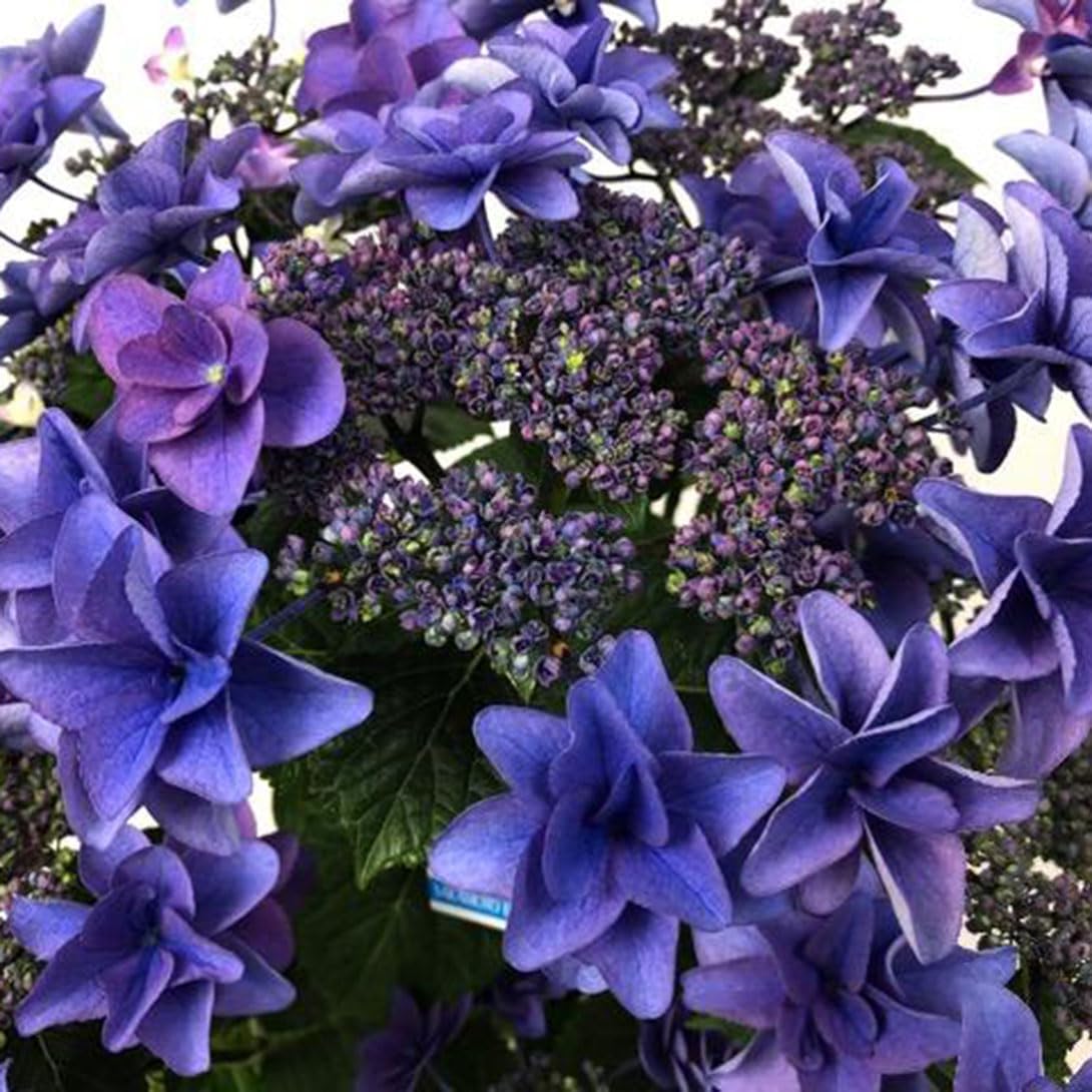 アジサイ苗 ポージィブーケ ミミ ブルー 1株