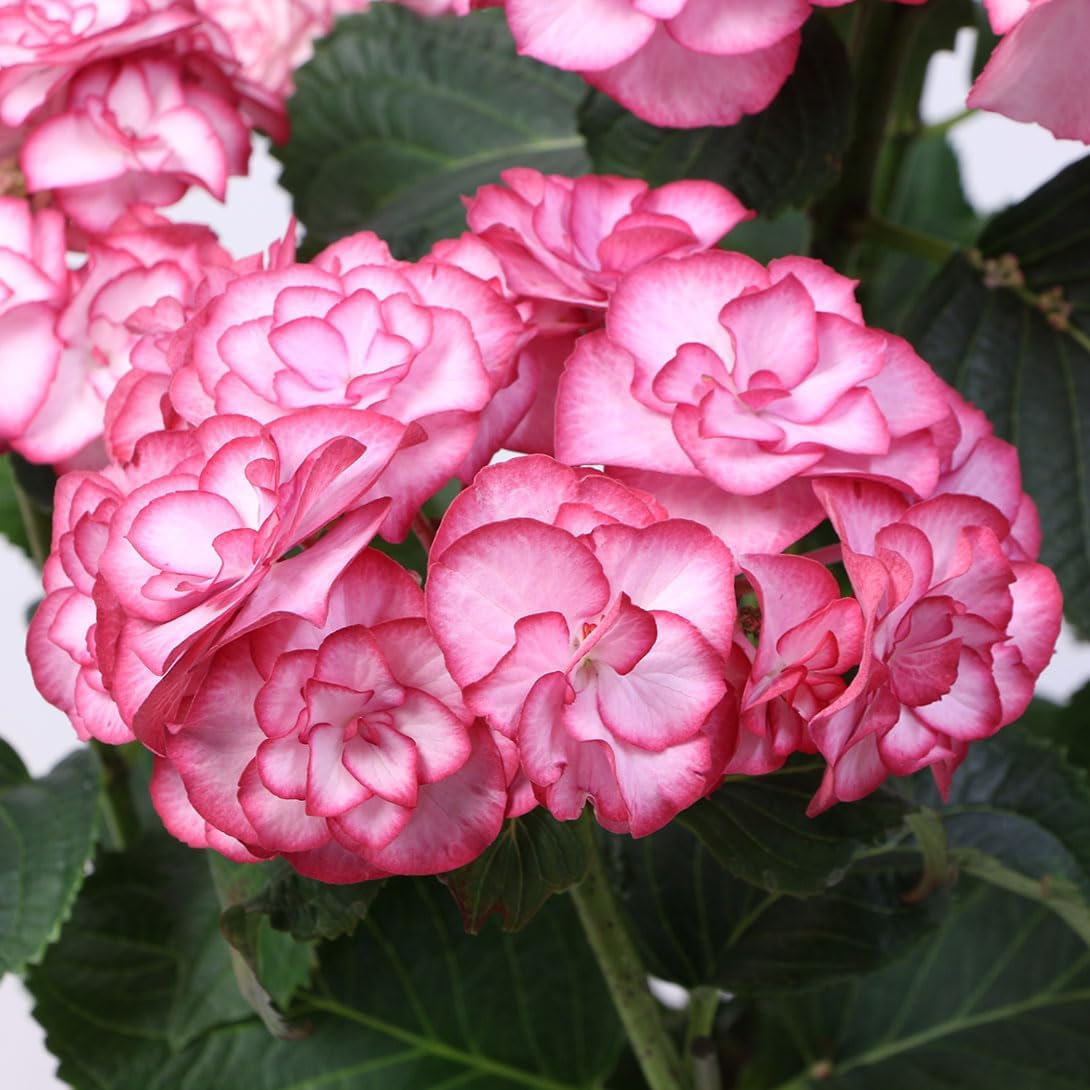 アジサイ苗 ユリカ ピンク 品種登録出願中 1株