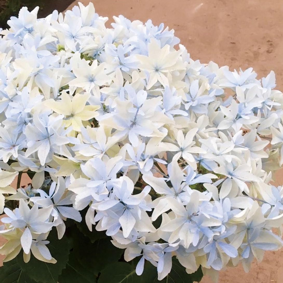 花木苗 アジサイ グリッター 1株