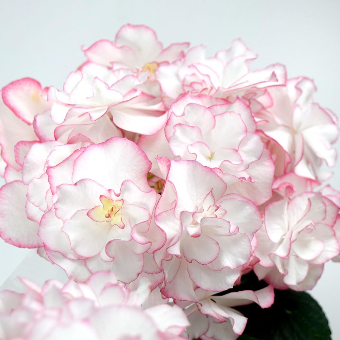 アジサイ苗 イリス ピンク 品種登録出願中 1株