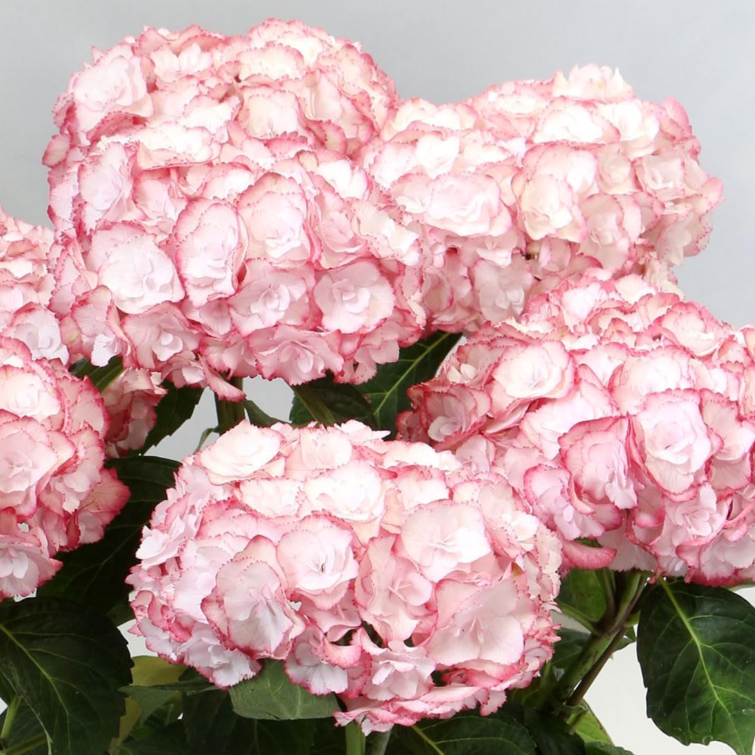 アジサイ苗 エンジェリカ 品種登録出願中 1株