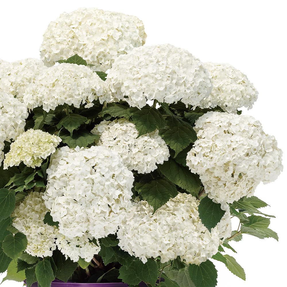 花木苗 アメリカアジサイ アナベル フラワーフル 1株