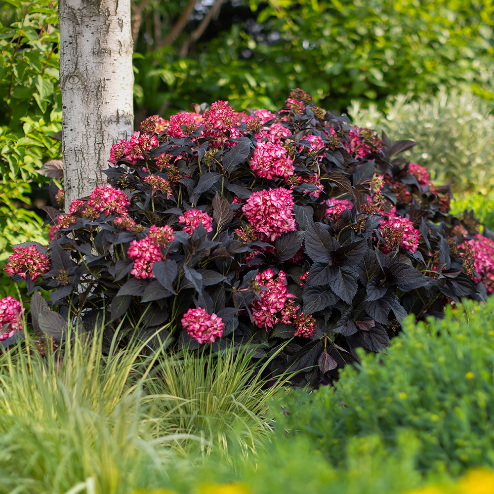 花木苗 アジサイ エクリプス 1株