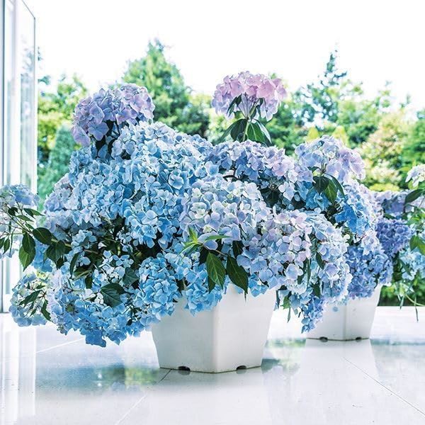 花木苗 花芽付きアジサイ ラグランジア（R) クリスタルヴェール２ 品種登録出願中 1株