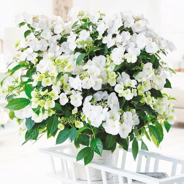 花木苗 花芽付きアジサイ ラグランジア（R) ブライダルシャワーPVP 1株