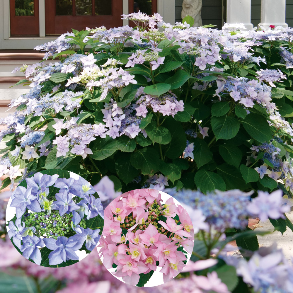 花木苗 ヤマアジサイ タフスタッフ ダブルスターライト 1株