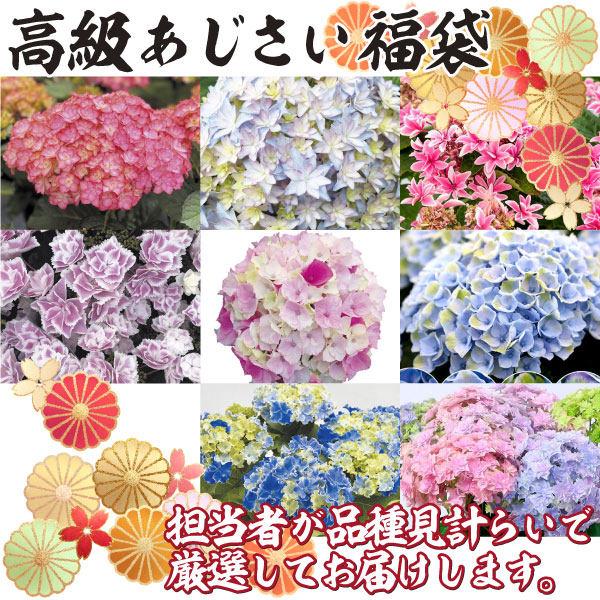 花木苗 アジサイ 高級アジサイ福袋