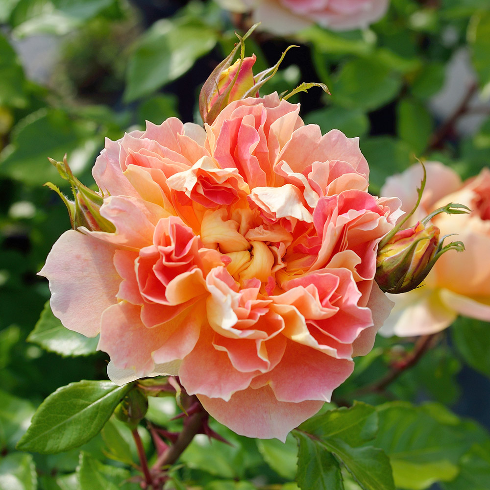 バラ苗 シュラブ系 ランタンシトロイユPVP 1株