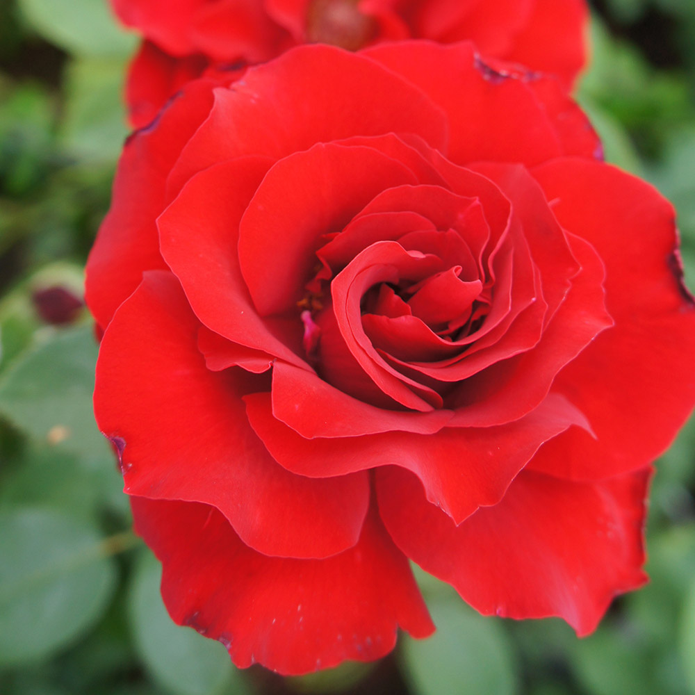 バラ苗 四季咲き大輪 PGウッドハウス 1株