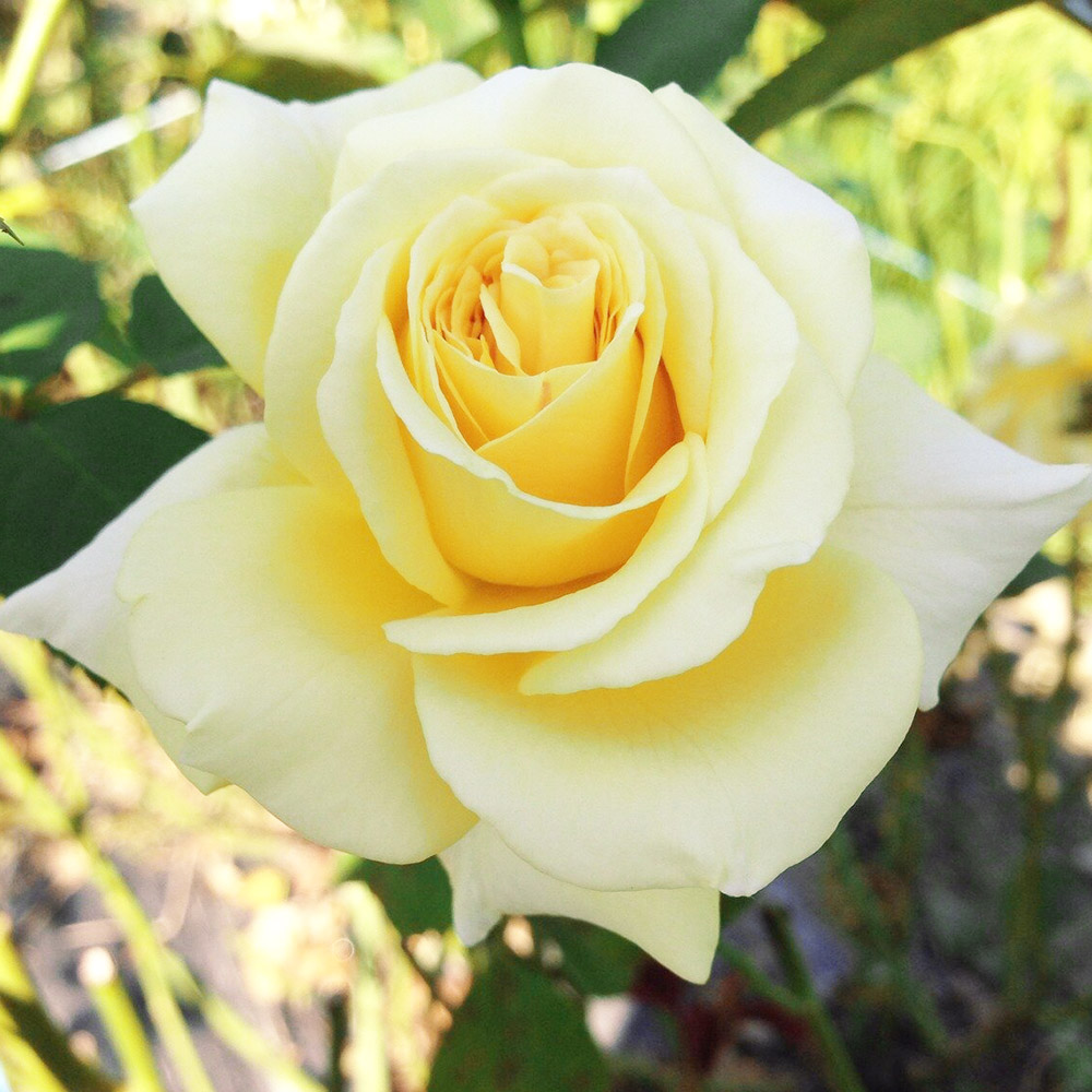 バラ苗 四季咲き大輪 イエロークイーンエリザベス 1株