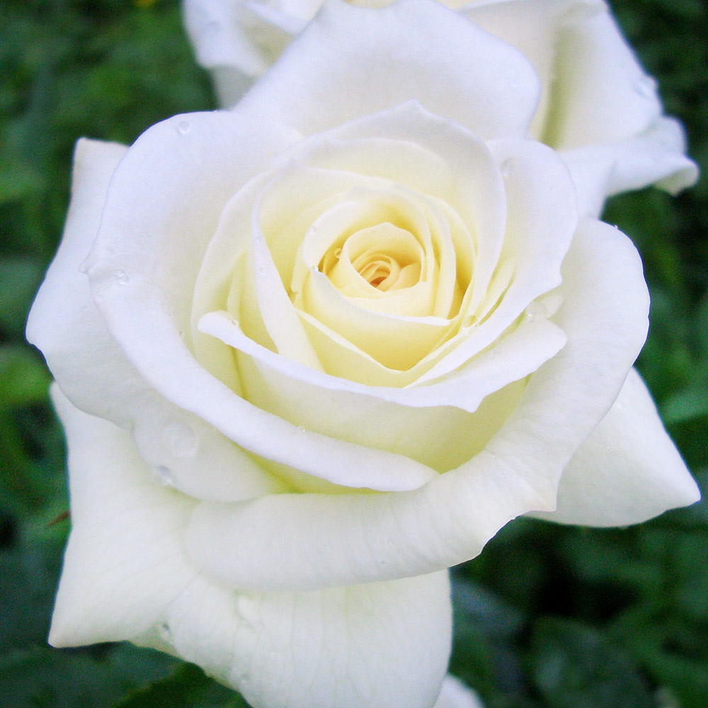 バラ苗 四季咲き大輪 ヴァイサーディアマン 1株