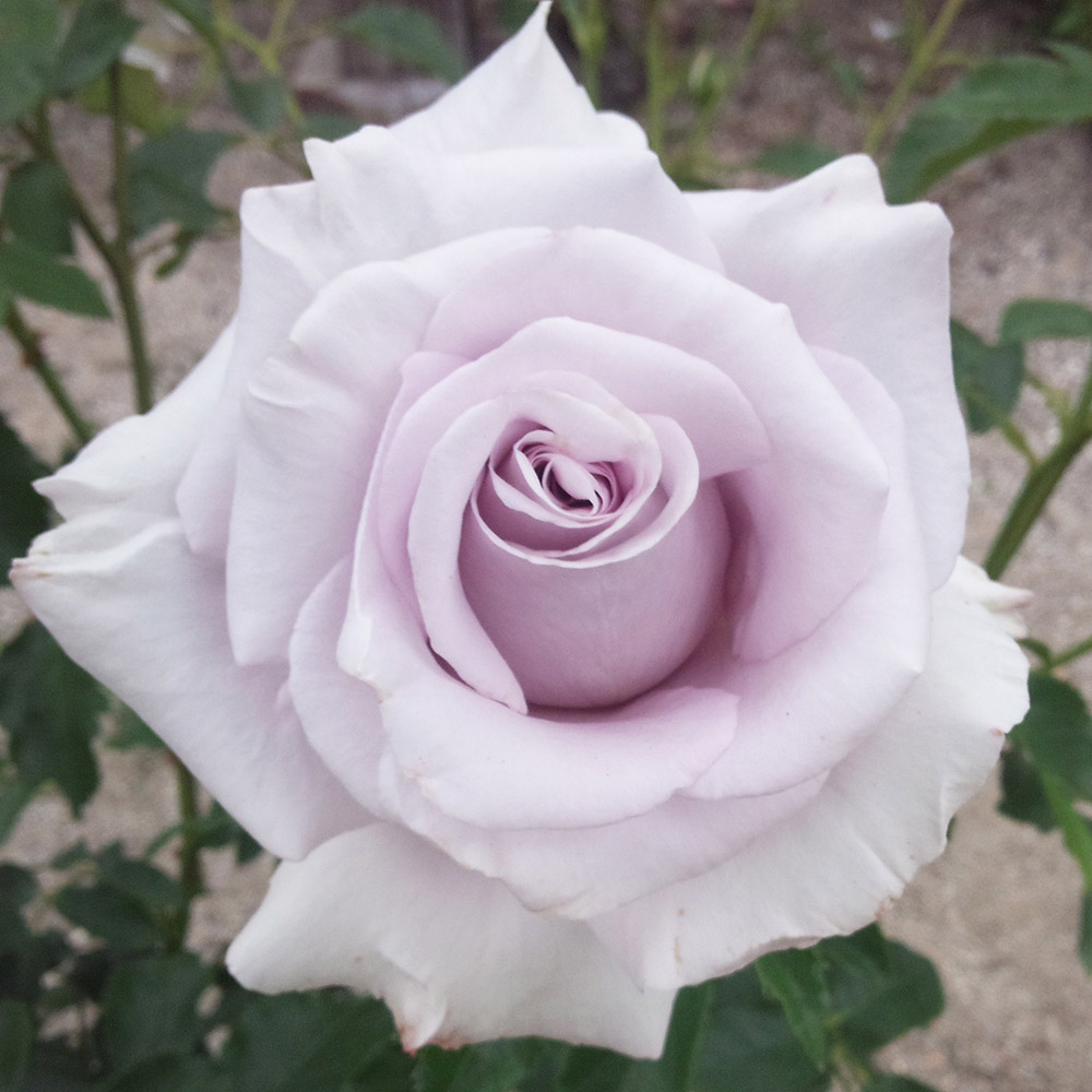 バラ苗 四季咲き大輪 ブルーリボン 1株