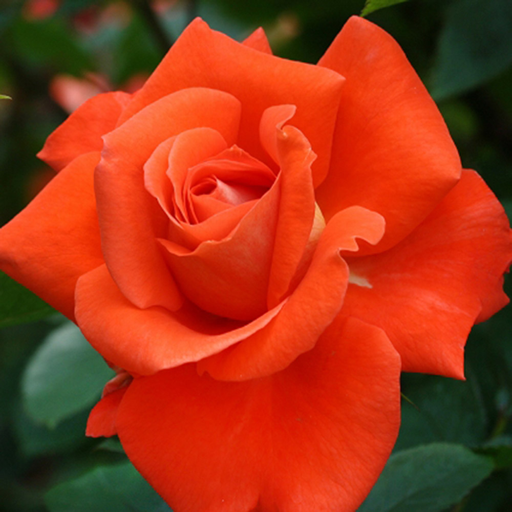 バラ苗 四季咲き大輪 スパークル 1株