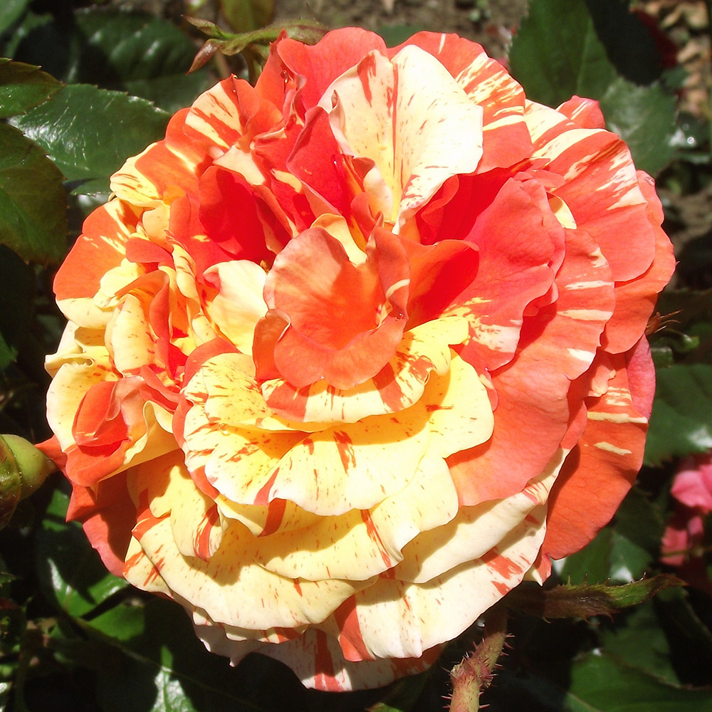 バラ苗 四季咲き大輪 アンドレウィレムス 1株