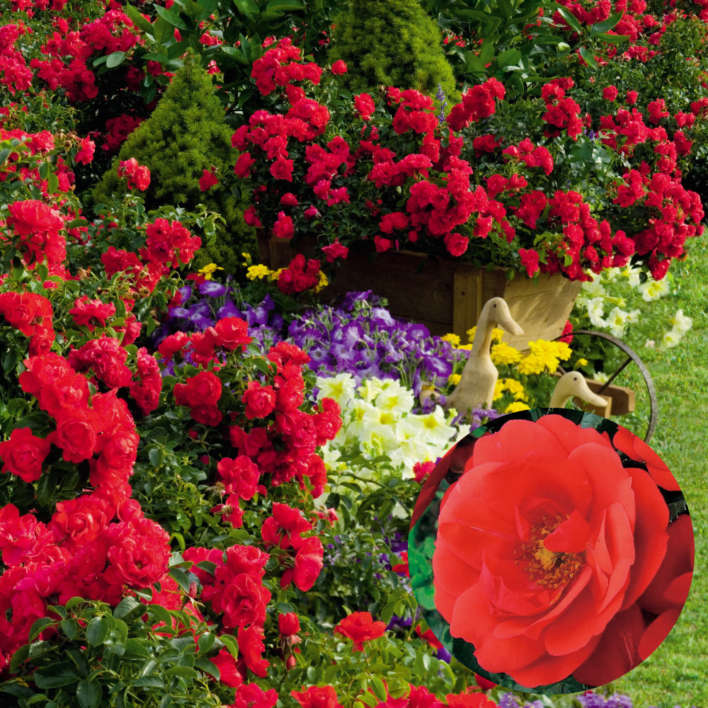 バラ苗 フラワーカーペットRローズ スカーレットPVP 1株