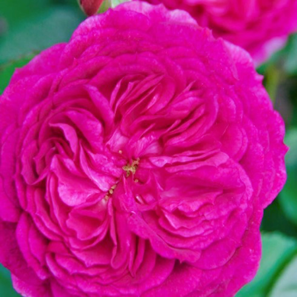 バラ苗 四季咲き中輪 エウファミアR外 1株