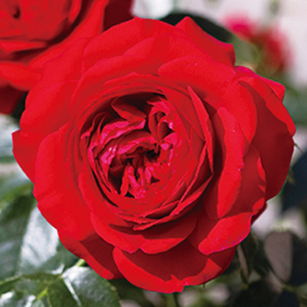 バラ苗 トゥルーブルームシリーズ レッドキャプテンPVP 1株