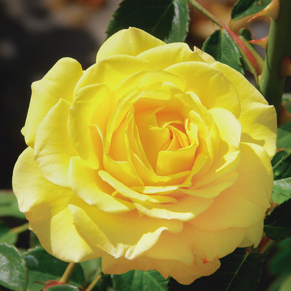 バラ苗 トゥルーブルームシリーズ トゥルーグローリー 1株