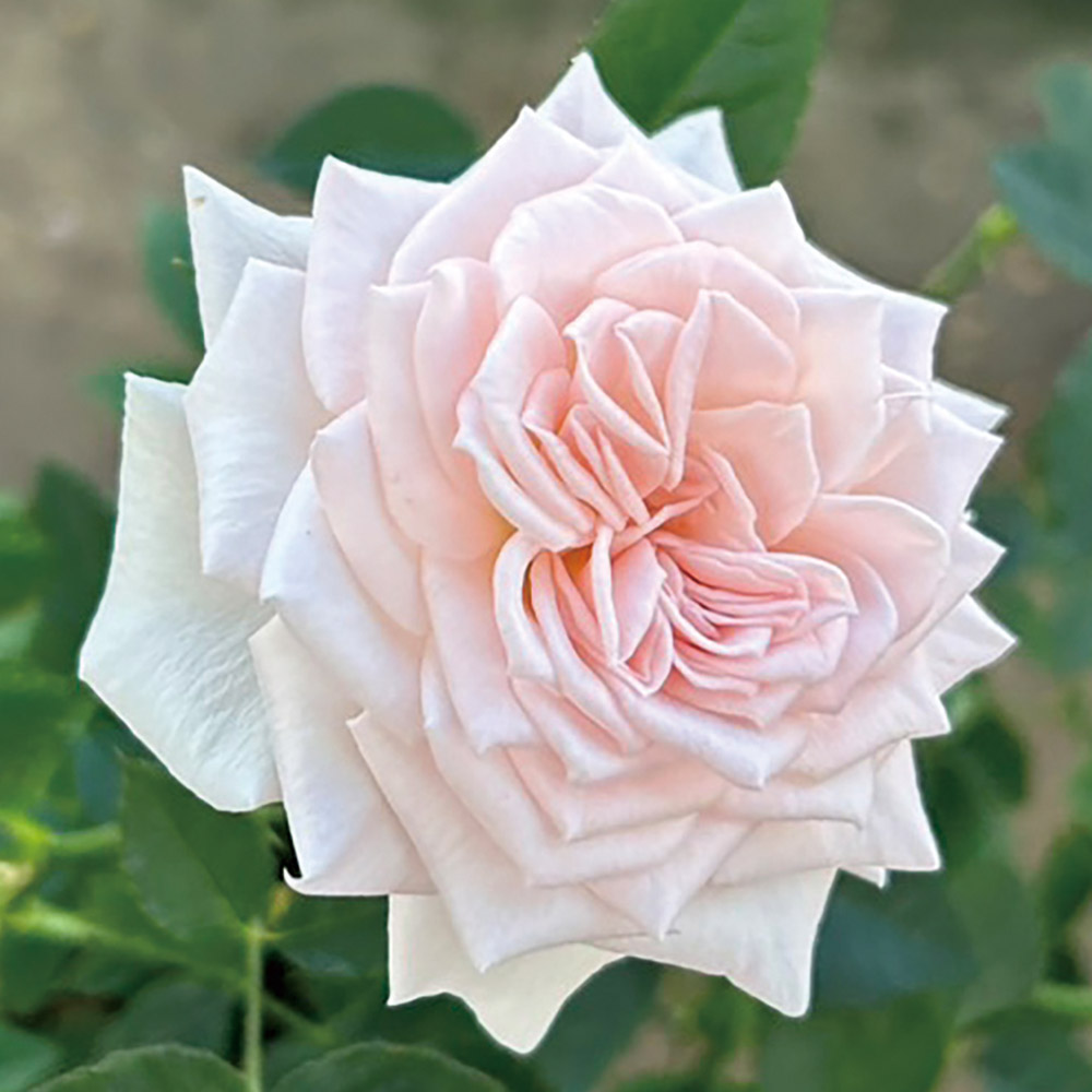 バラ苗 トゥルーブルームシリーズ トゥルーグレース 1株