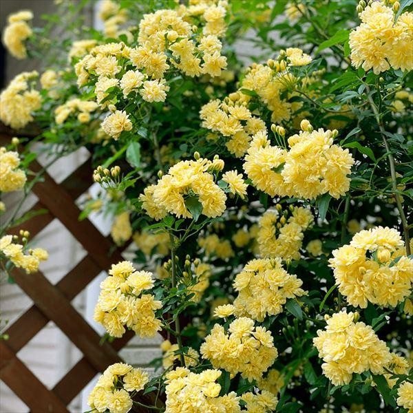 花木苗 モッコウバラ 黄八重 2株