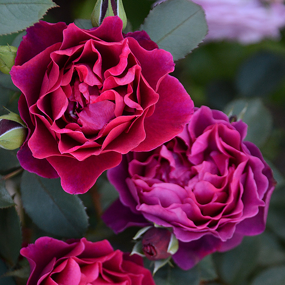 バラ苗 シュラブ系 オデュッセイアPVP 1株