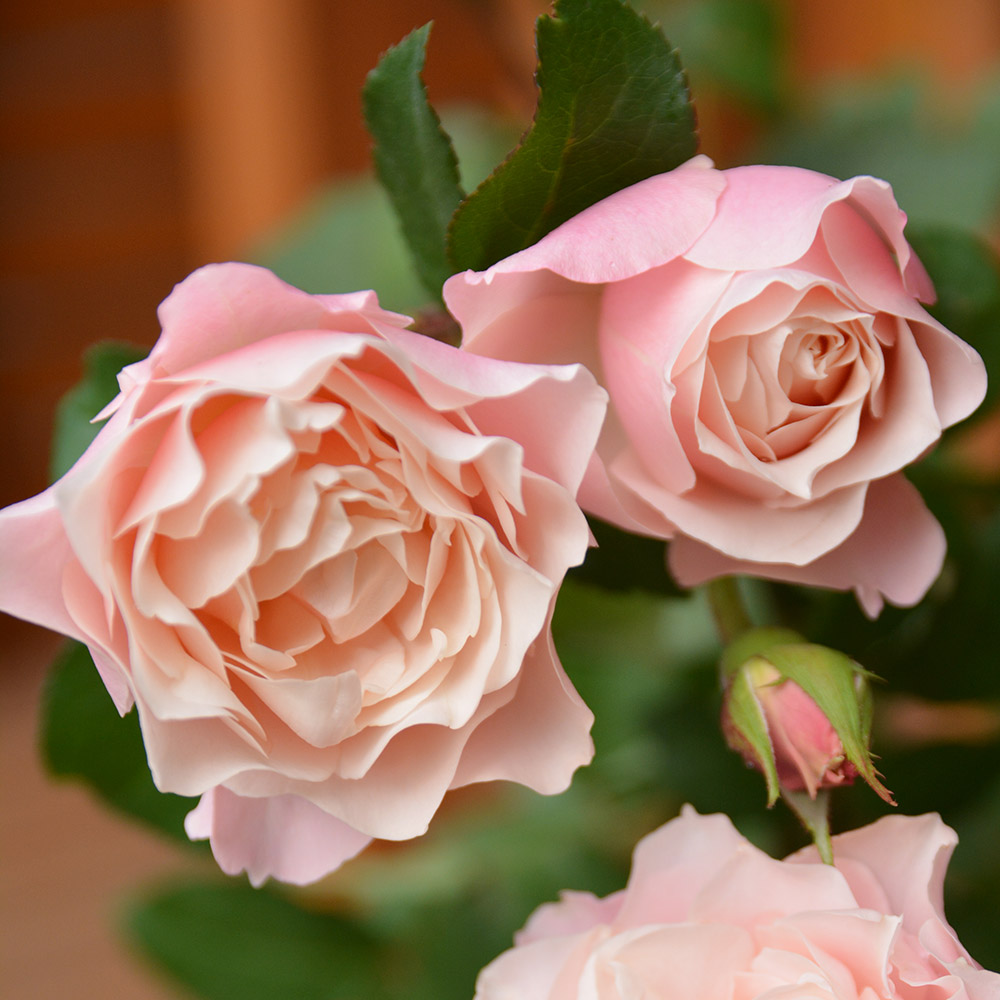 バラ苗 シュラブ系 ダフネPVP 1株