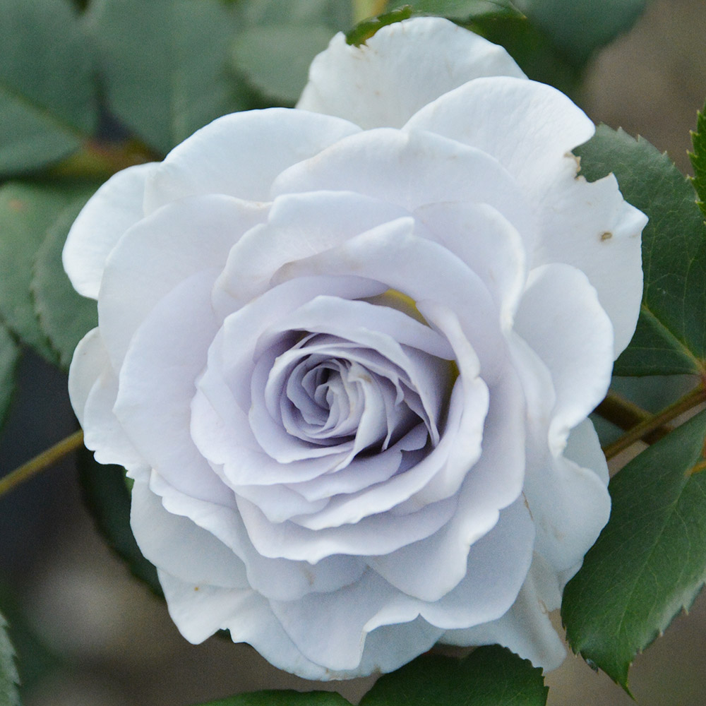 バラ苗 四季咲き大輪 ブルーグラビティーPVP 1株