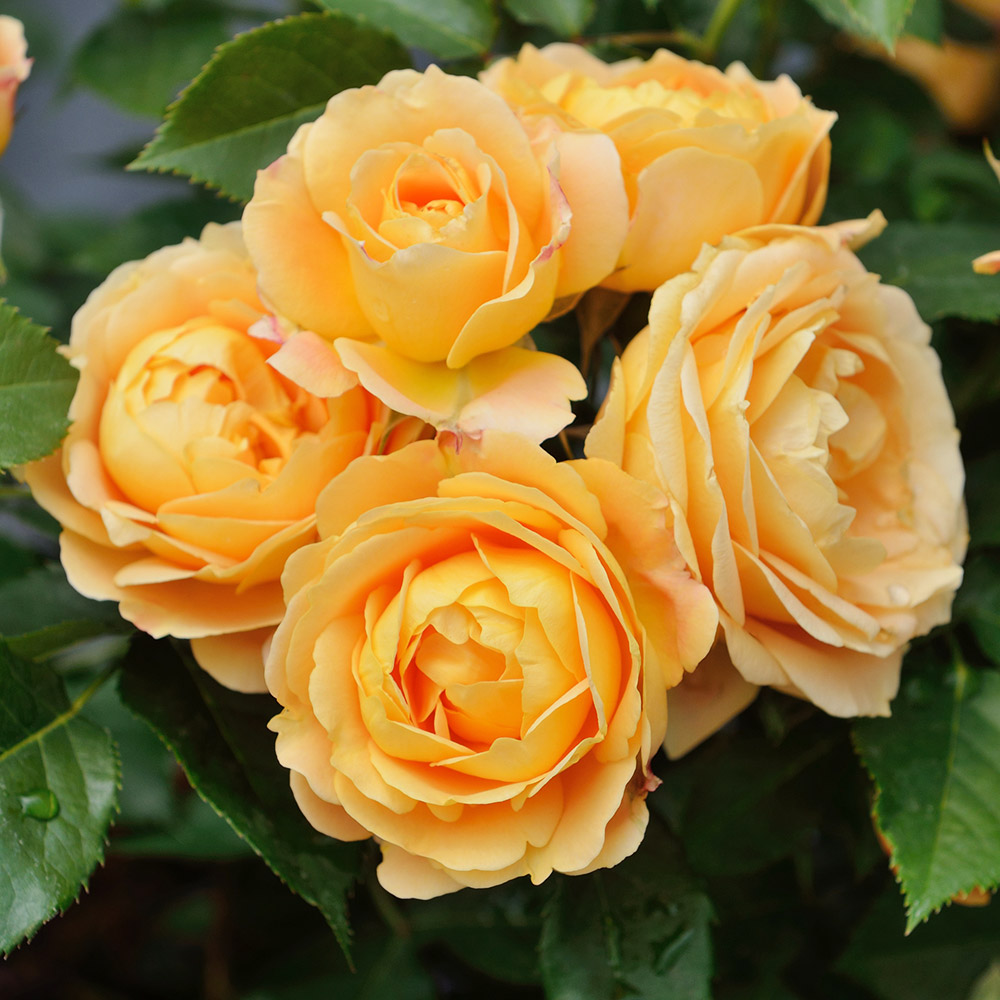 バラ苗 四季咲き中輪 ラ・ドルチェ・ヴィータPVP 1株