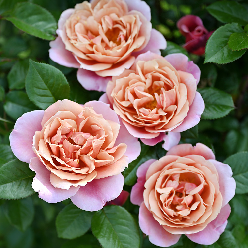 バラ苗 四季咲き中輪 ピンク・ビンテージPVP 1株