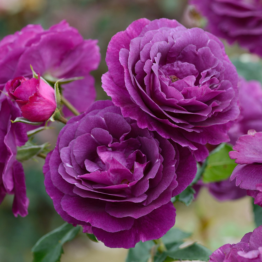 バラ苗 シュラブ系 ミステリューズPVP 1株