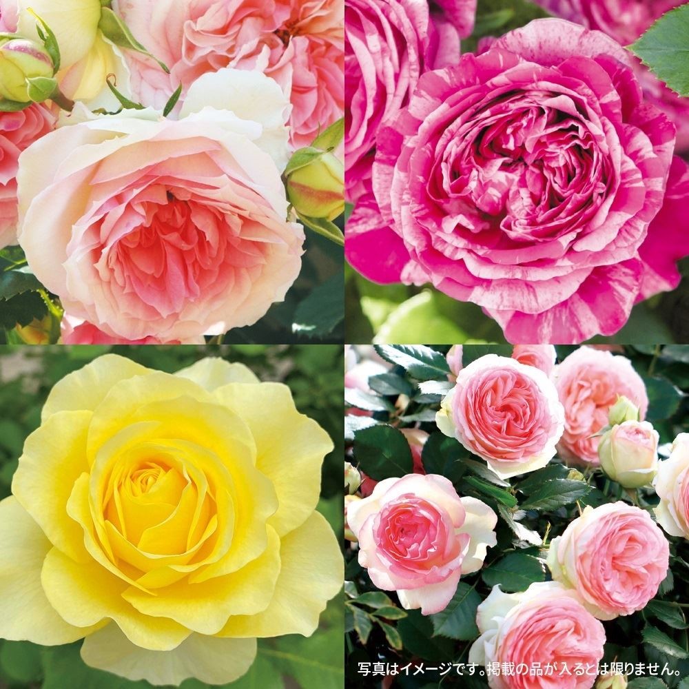 バラ苗 つるバラ新苗福袋（品種見計らい） 3株