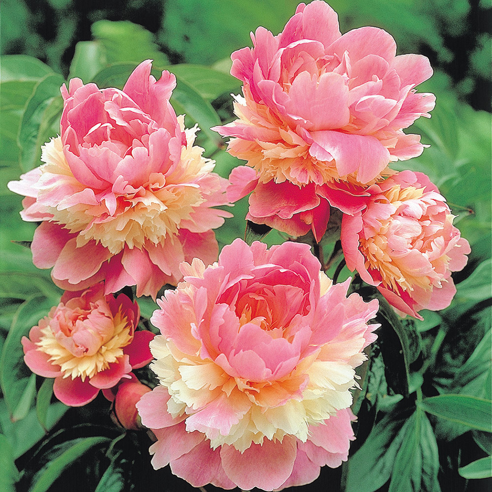 花木苗 芍薬 ソルベット 2～3芽付ポット苗 1株