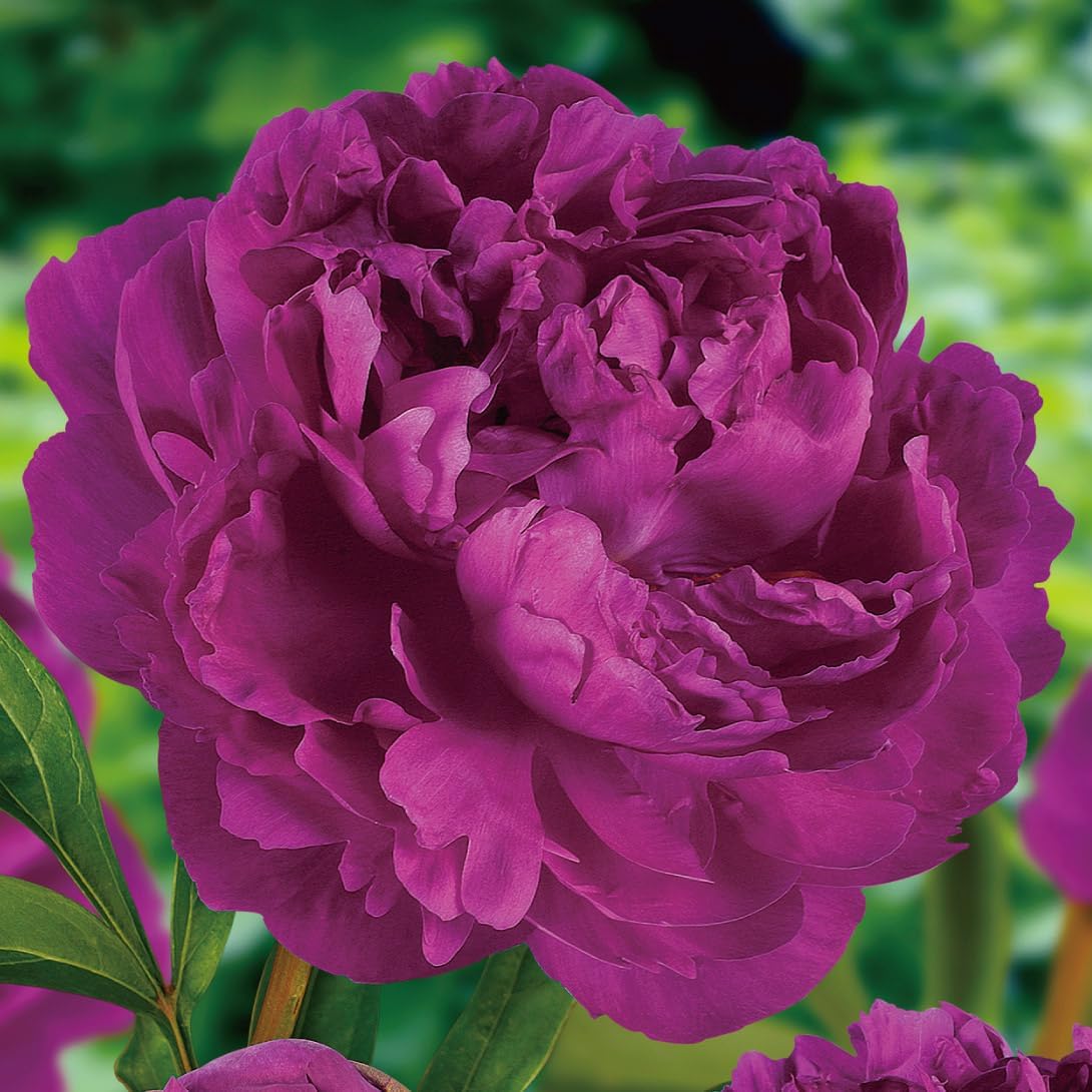 花木苗 芍薬 ビクトルデラマーン 2～3芽付ポット苗 1株