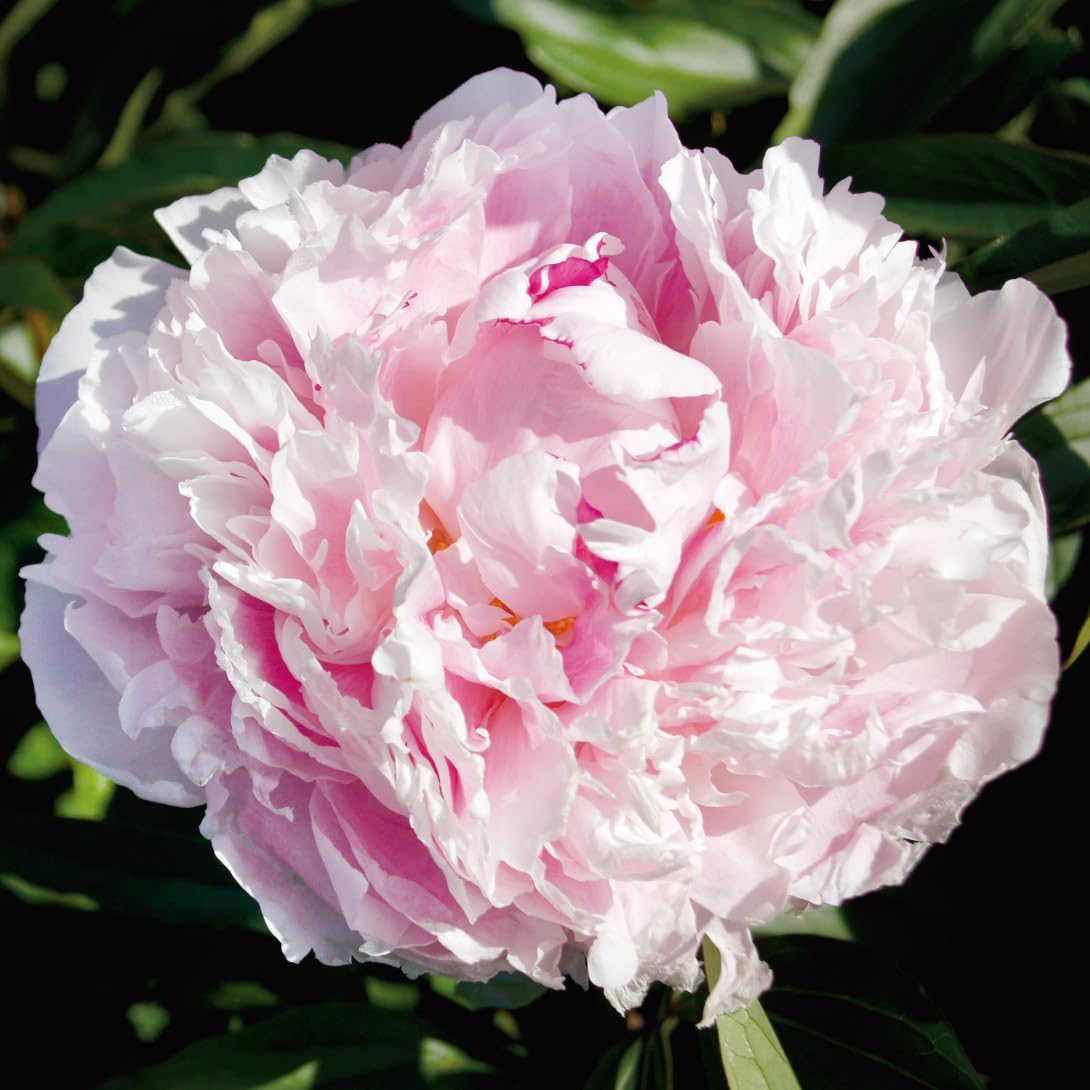 花木苗 芍薬 サラベルナール 2～3芽付ポット苗 1株