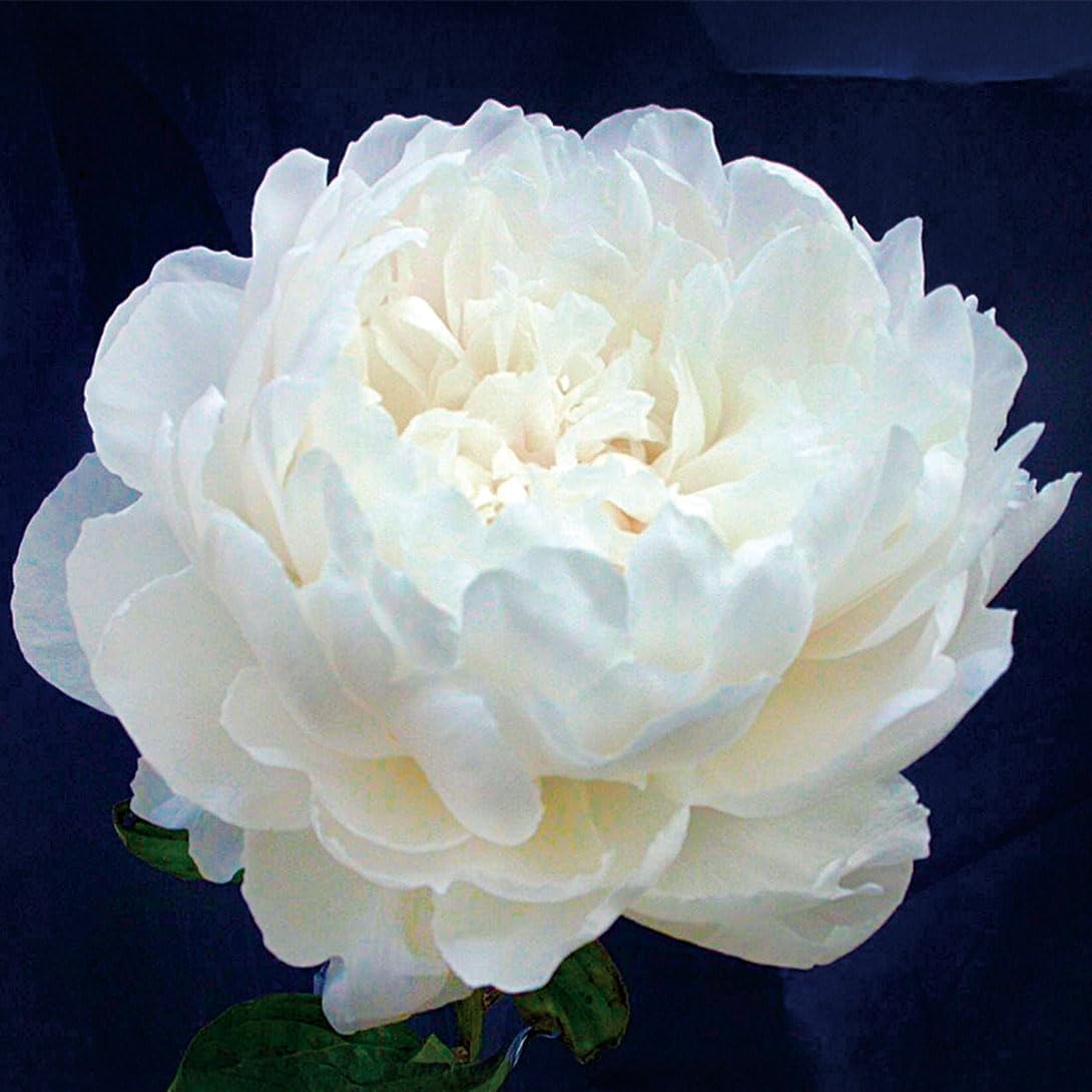 花木苗 芍薬 ホワイトサラベルナール 2～3芽付ポット苗 1株