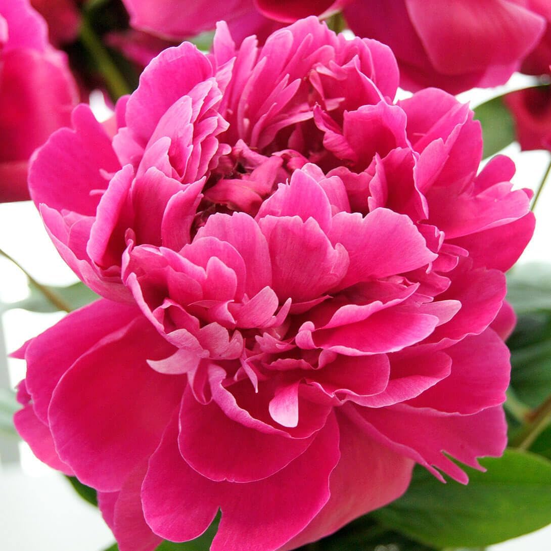 花木苗 芍薬 レッドサラベルナール 2～3芽付ポット苗 1株